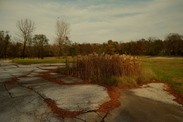 field mice and snakes