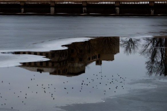 there are always pigeons along the river