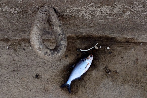 Dead fish and grommet