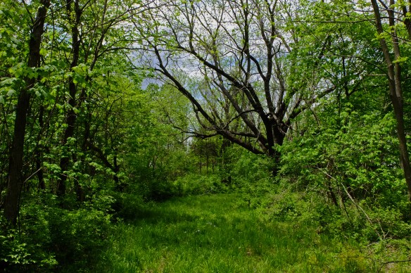 a very small, very welcom clearing