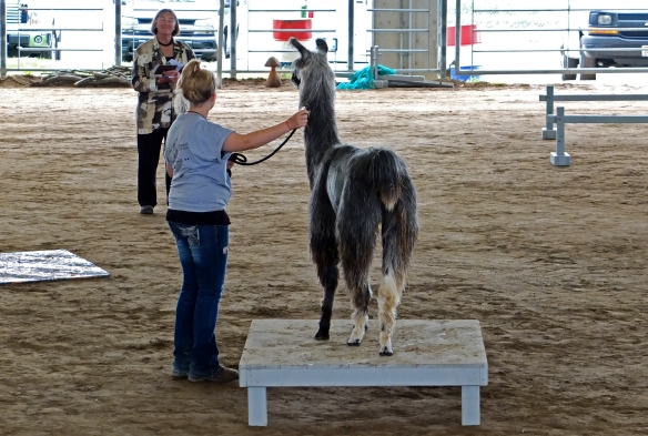 Llama standing on a raised square
