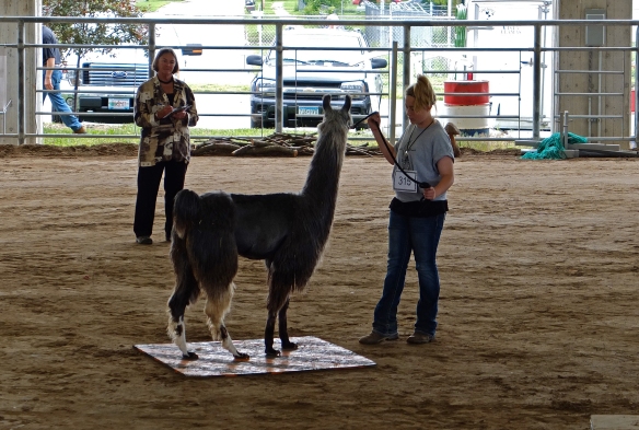 Llama standing on a square