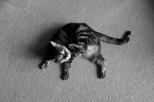 the cat, from just over five feet away