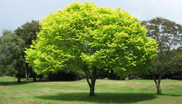 Major source of air pollution