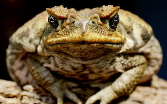 cane toad1