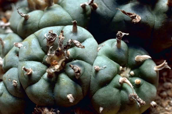 Peyote cactus