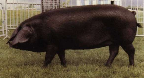 A Cornwall Black pig