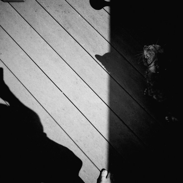 move the rocks with cat