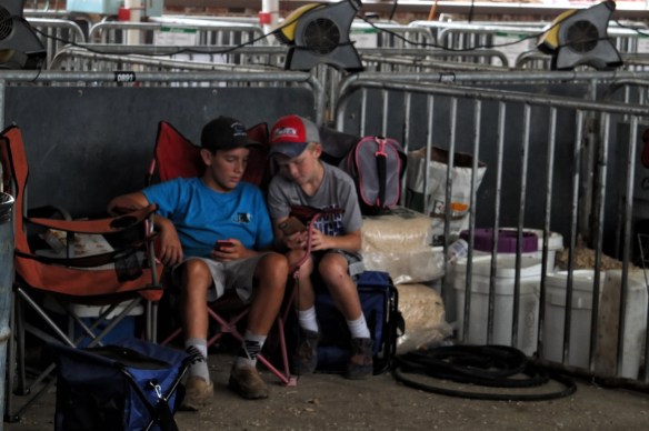 Pokemon among the sheep.