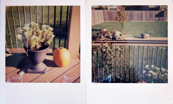 First two shots with the Polaroid 660.