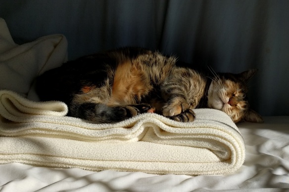 The cat still finds pleasure napping in the sun. So can you.